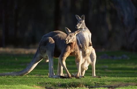 Does Wayfair Ship to Australia? Exploring the Possibility of Kangaroos Shopping Online