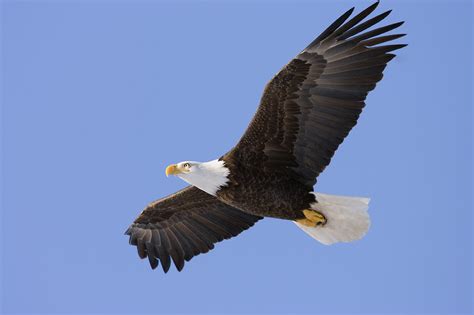  「Eagle Woman」： 鷲の女性は空を飛ぶことができるのか？